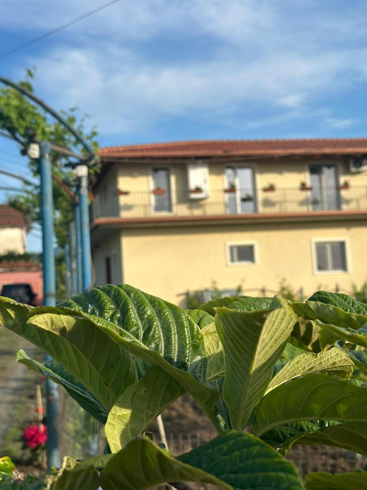 Guesthouse Marku - Mrizi I Zanave Fishte Exterior photo